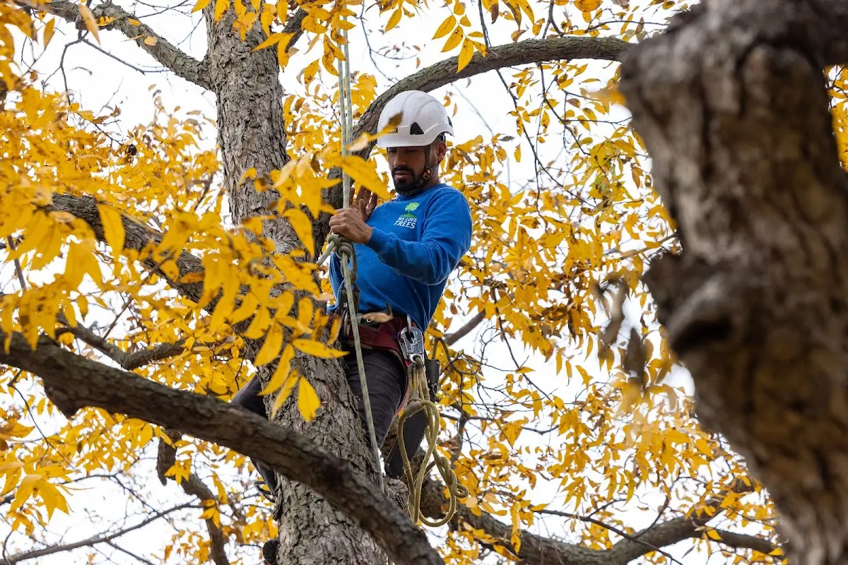 Skilled Tree Trimming crew working in Echo